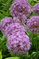 Allium giganteum