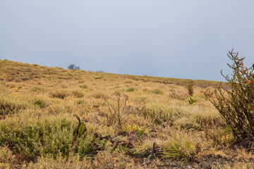 High in the mountains, the clouds descended on a beautiful field and trees