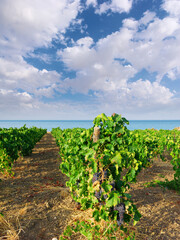 Black Grapes For Wine Ripening In A Vineyard On The Sea Of Sicily In Summer - 358041341