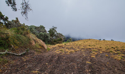 Fototapeta premium High in the mountains, the clouds descended on a beautiful field and trees