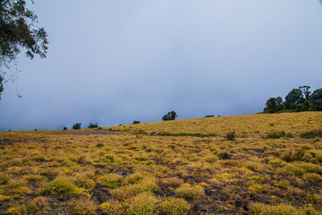 Obraz premium High in the mountains, the clouds descended on a beautiful field and trees