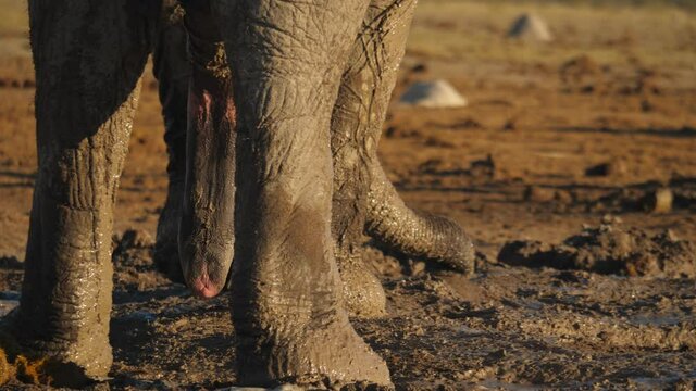 Playful African Elephant splash with trunk in mud, close up