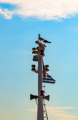 seagulls on the watch over the Greek flag