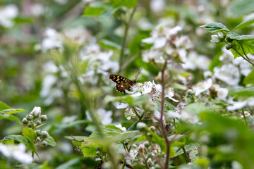 butterfly on a flower