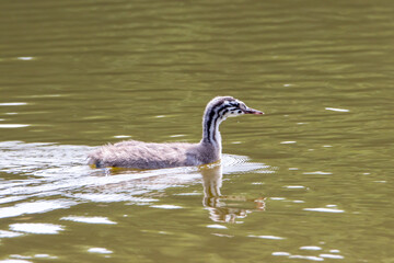 great crested grebe juvenile on the water