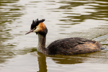 great crested grebe on the water