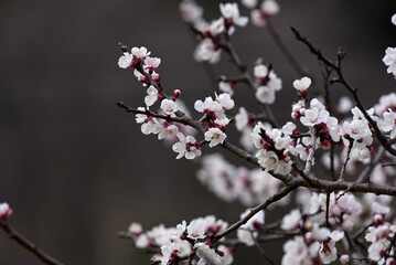 Pink apricot flowers, Armenian plum