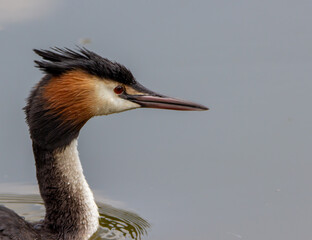 great crested grebe