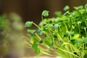 Young green sprout of micro green on blurred background