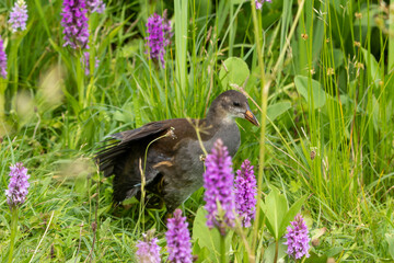 bird on the meadow with flowers