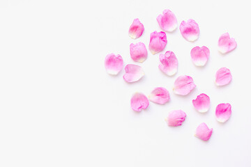 rose petals on white background, pink petals