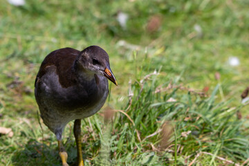 close up of a moorhen juvenile