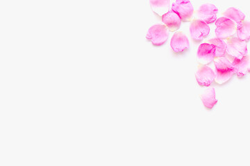 rose petals on white background