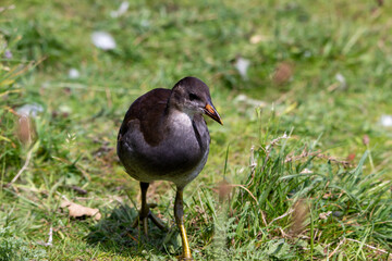 close up of a moorhen juvenile