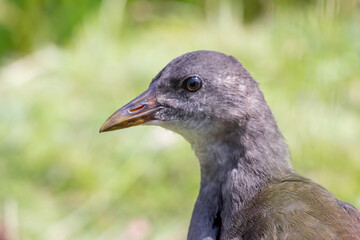 close up of a moorhen juvenile