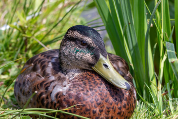 female mallard duck on the grass