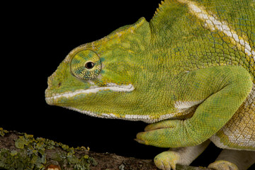 Two-banded chameleon (Furcifer balteatus)