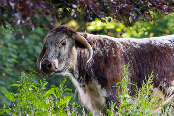 Bull in the meadow