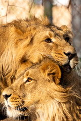 fine art of two young male lions