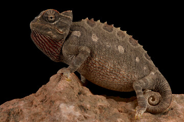 Namaqua chameleon (Chamaeleo namaquensis)