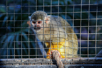 Caged squirrel monkey. Saimiri behind bars.