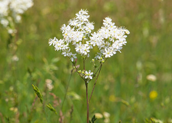 White flowers of Dropwort or Fern-leaf dropwort, Filipendula vulgaris
