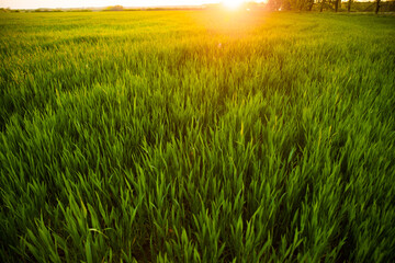 countryside field, sunny day in the countryside, green grass