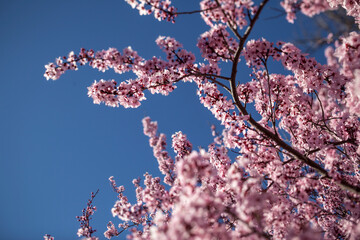 cherry blossom tree above