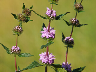 Jerusalem sage blooming plant, Phlomis tuberosa