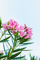blooming oleander, pink flowers against the sky