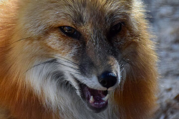Red  fox in spring time