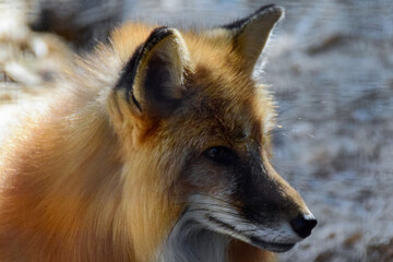 Red  fox in spring time