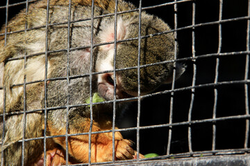 Captive squirrel monkey eating food. Saimiri caged behind bars