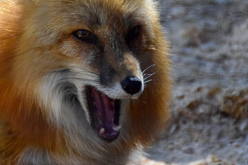 Fototapeta premium Red fox in spring time