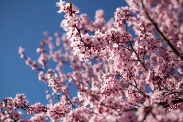 cherry blossom tree intrigue 