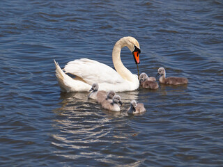 Swan with chicks on the water, Cygnus olo