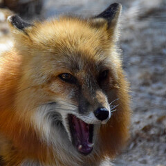 Red  fox in spring time