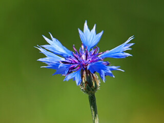 Blue cornflower or bachelor's button, Centaurea cyanus