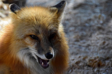 Red  fox in spring time