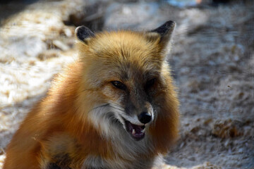 Red  fox in spring time