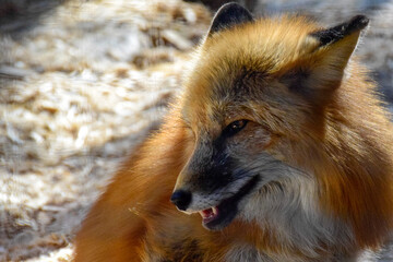Red  fox in spring time