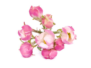 Obraz na płótnie Canvas Pink spring apple blossom isolated on white 