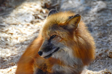 Red  fox in spring time
