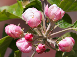 Pink spring apple blossom 