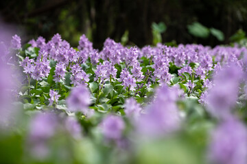 Obraz premium Water hyacinth flower fields bloom colorful purple in the lake.blurry in the foreground.