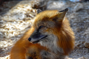 Red  fox in spring time