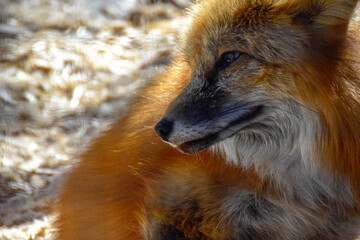Red  fox in spring time