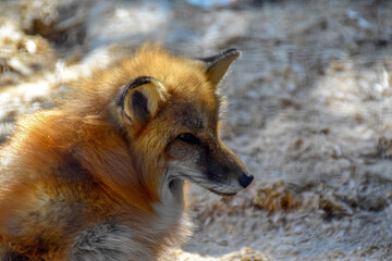 Red  fox in spring time