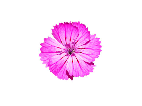Carthusian Pink flower isolated on white, Dianthus carthusianorum