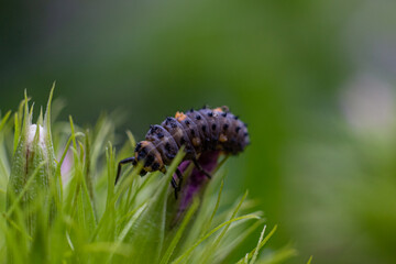 Natura